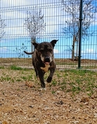 BUDDY Imagen 1